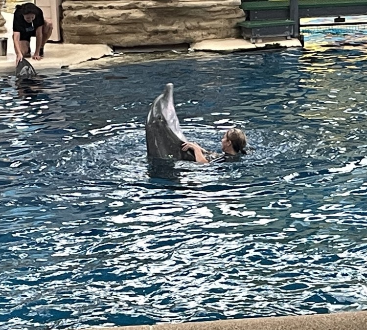 Dolphin Shows (Brookfield,&nbspIL)